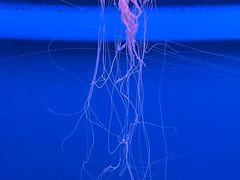 -大连老虎滩海洋公园