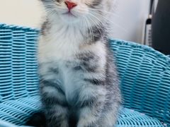 -纳吉亚猫专科动物医院博雅分院