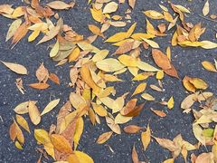 -三里屯东五街银杏大道