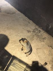 -酷嗒动物文化乐园(cutezoo西溪乐天城店)