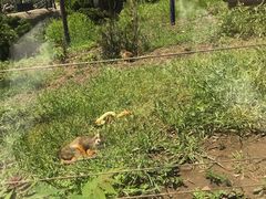 -大连森林动物园