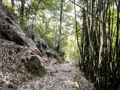 -南山植物园