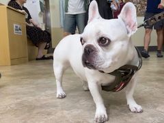 -美联众合动物医院·24h转诊中心