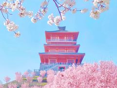 -古柏渡丰乐樱花园