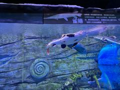 -芜湖新华联大白鲸海洋公园
