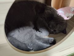 -屋虎猫馆(宝安大仟里店)