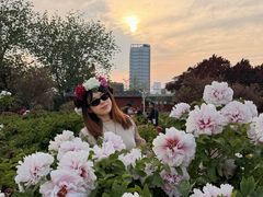 -曹州牡丹园