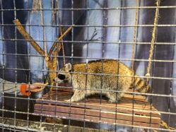 -酷嗒动物文化乐园(cutezoo西溪乐天城店)