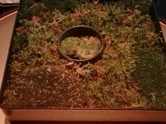 松露鳗鱼饭-地球美食剧场