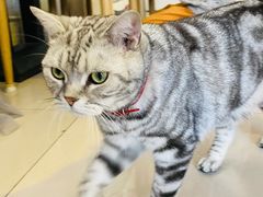 -平行世界·猫咖(首经贸店)