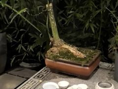 -王府茶楼茶宴·创意菜(朝阳公园店)