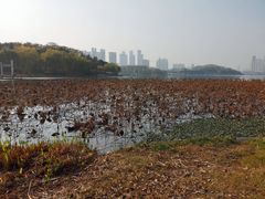 -月湖风景区