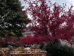 -棠湖公园