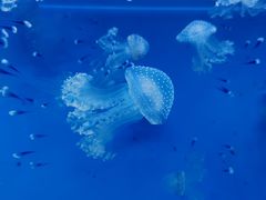 -江和美海洋公园