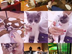 -李小姐の猫咖啡馆(五角场店)