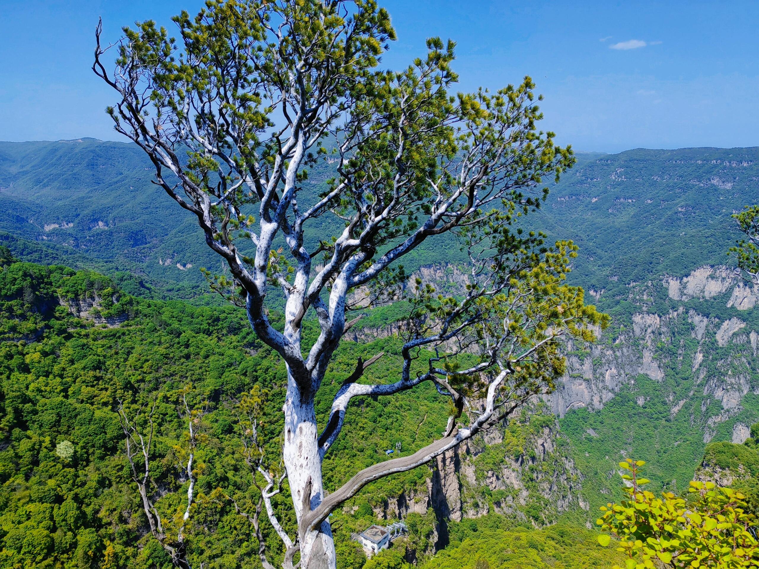 河南神农山自然风景图片