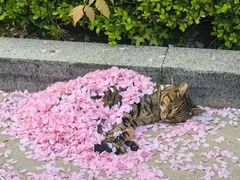 -原鄉本味 楚菜 丹江口鱼(北苑店)