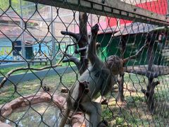 -深圳野生动物园