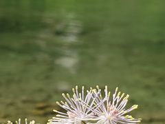 -柯尼希湖