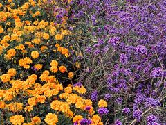 -莲花山花海