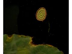 -西南交通大学(九里校区)