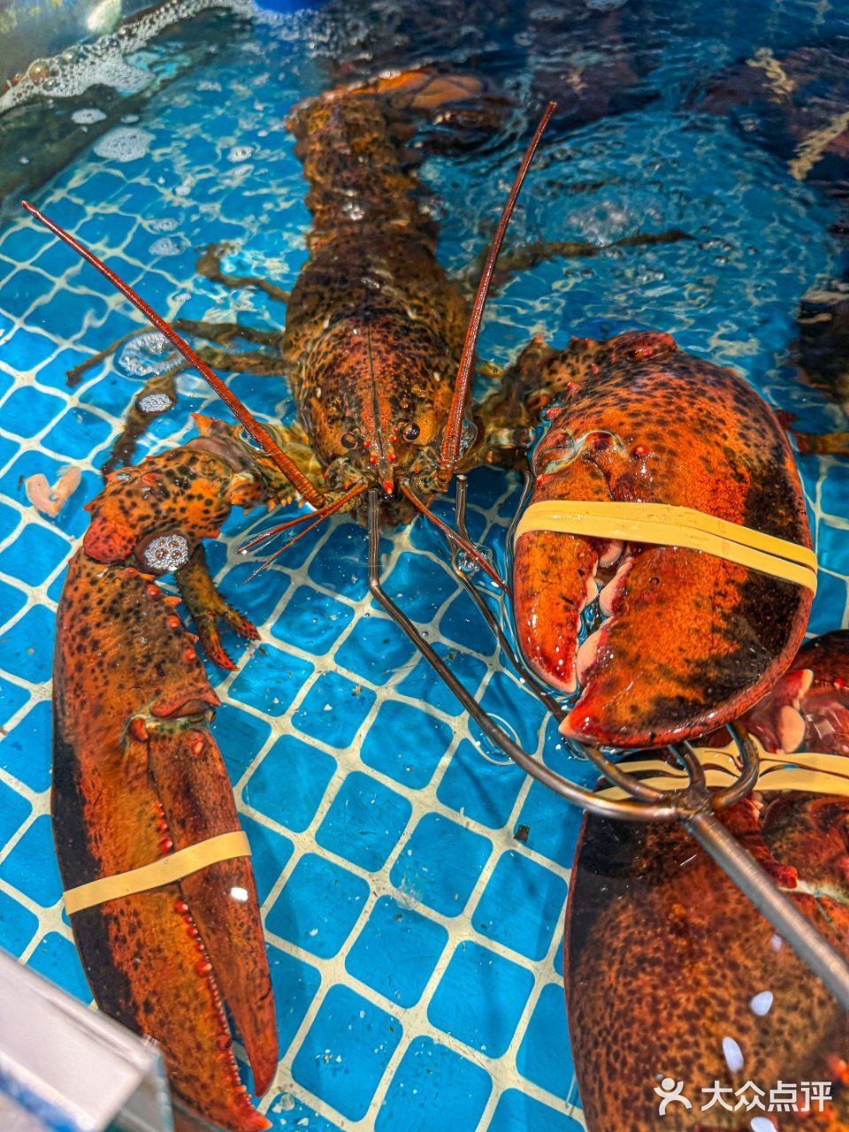 带爸妈吃秦皇岛！捞饭鲜到想打包！！