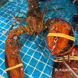 带爸妈吃秦皇岛！捞饭鲜到想打包！！