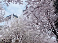 -武汉大学-樱园