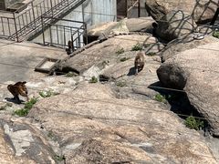 -西霞口神雕山野生动物世界