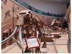 -陕西自然博物馆