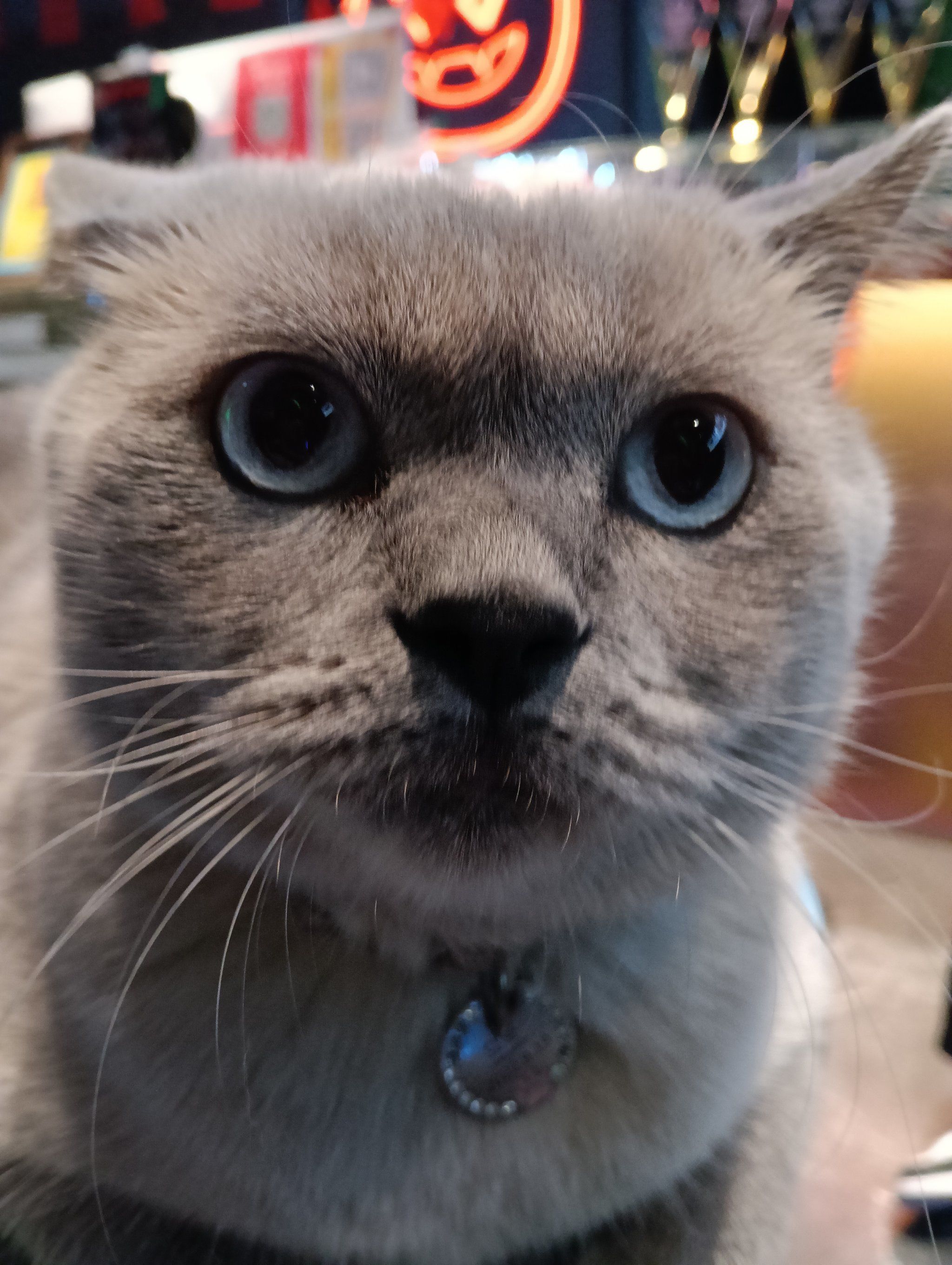 微笑的猫咪治愈系