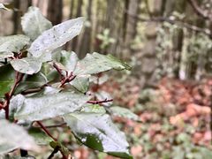 -上海佘山国家森林公园天马山园