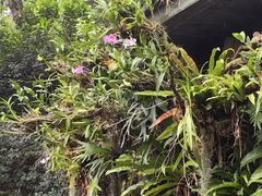 -深圳仙湖植物园