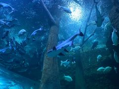 -成都浩海立方海洋公园