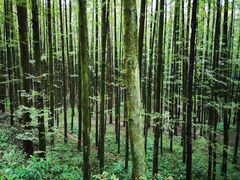 -山王坪喀斯特国家生态公园