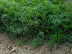 -杨柳青园艺科技博览园