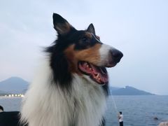 -西涌国际滨海旅游区