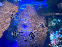 -上海海洋水族馆