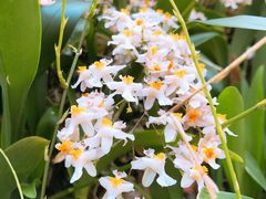 -深圳仙湖植物园