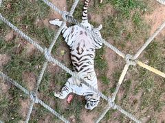 -西霞口神雕山野生动物世界