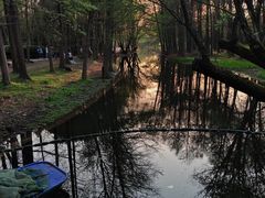 -上海共青森林公园