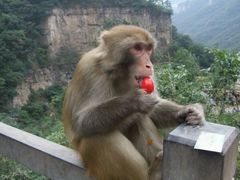 猕猴谷-云台山风景名胜区