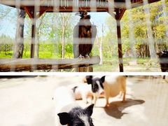 -顾村公园