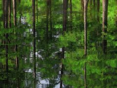 -白鹭湾湿地公园