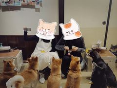 -逗柴咖啡屋·狗咖猫咖宠物桌游