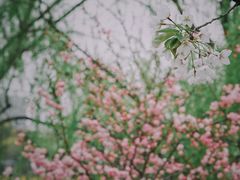 -顾村公园