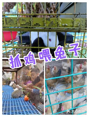 真没有想到这家农场离深圳这么近！抓泥鳅抓鸡喂兔子