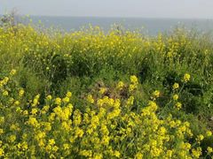 -巢湖姥山岛