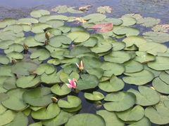 -邛海风味特色菜馆