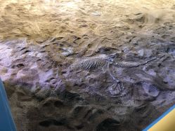 -恐龙探索乐园(磁器口店)